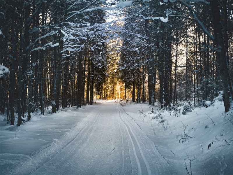 A road and trees covered in snow.